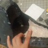 Rondo on the lower jaw and drilled tooth sockets